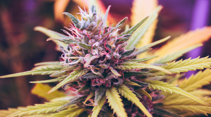 Basic Facts About Marijuana and Cannabis