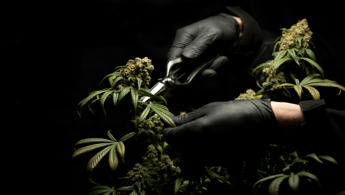 Cannabis Drug Testing: What to Know