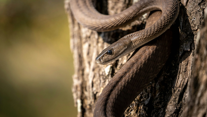 COBRA Health Insurance: A Guide to Continuation Coverage
