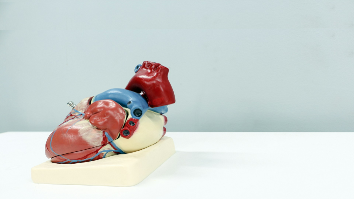 Did Your Heart Skip a Beat? Understanding Palpitations