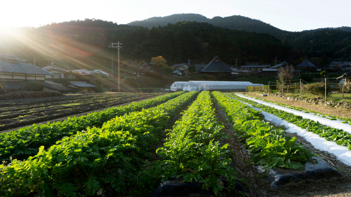 What Is a Health Farm?