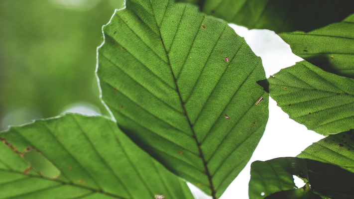 How Does Chlorophyll Work?