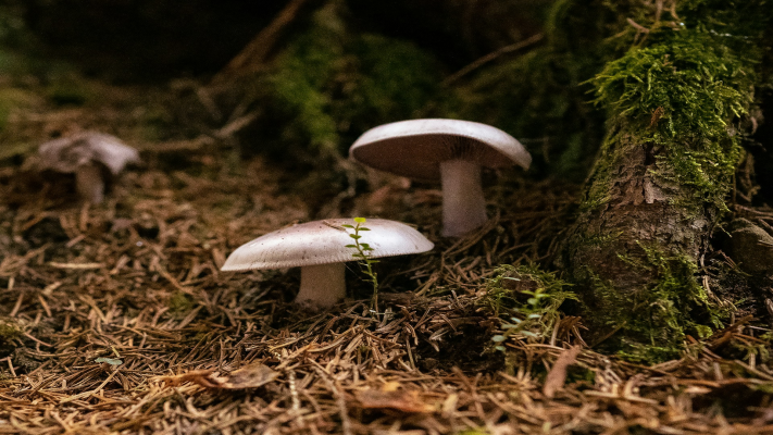 Equipment Used in Mushroom Farming