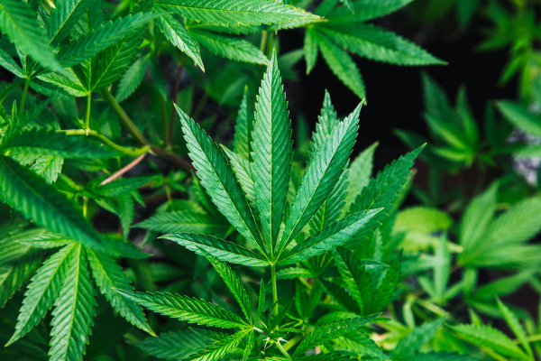 Marijuana as Medicine: What the Evidence Shows